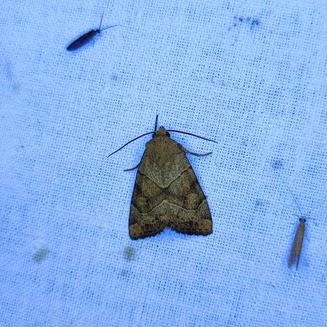 Cosmia trapezina - közönséges lombbagoly