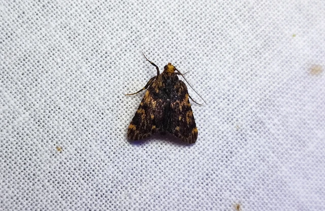 Aglossa signicostalis - hangyailonca