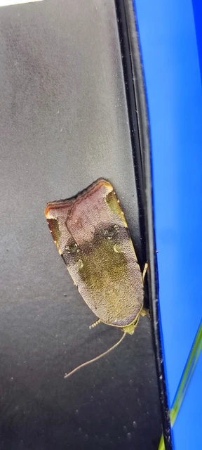 Noctua janthe/janthina