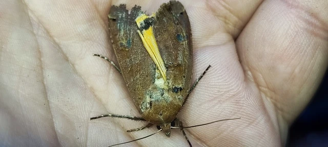 Noctua pronuba - nagy sárgafűbagoly