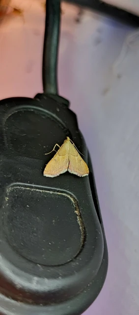 Endotricha flammealis - tüzesszárnyú fényilonca