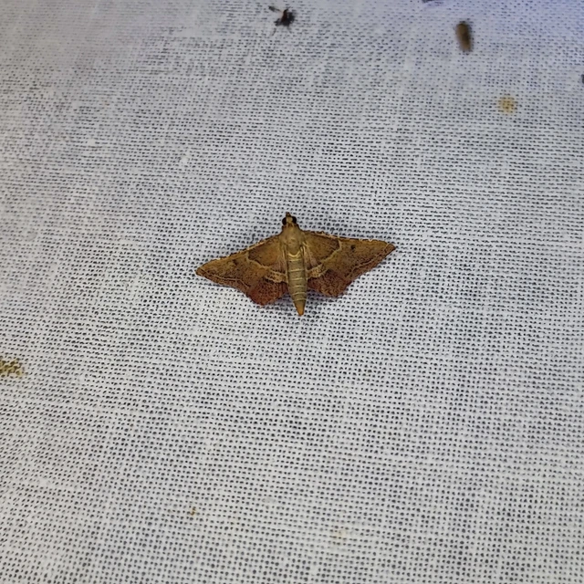 Endotricha flammealis - tüzesszárnyú fényilonca