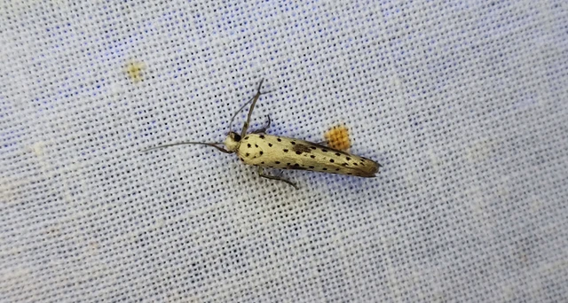 Yponomeuta plumbella - pókhálós bengemoly