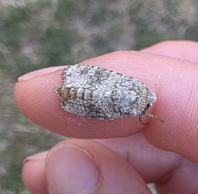 Hecatera dysodea - parajbagoly