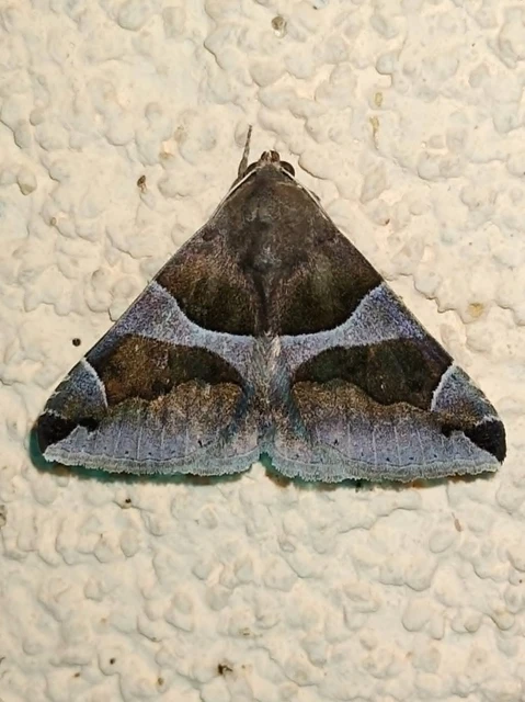 Dysgonia algira - déli porcelánbagoly