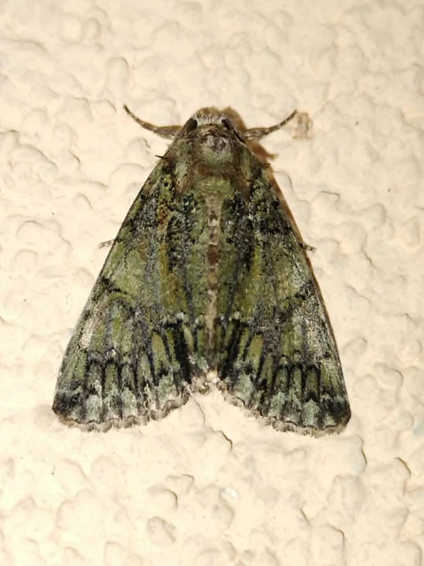Polyphaenis sericata - selyemfényű erdeibagoly