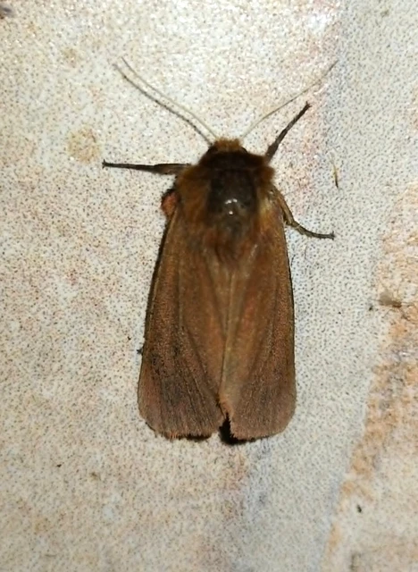 Phragmatobia fuliginosa - füstös medvelepke