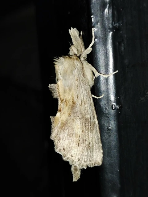 Pterostoma palpina - csőrös púposszövő