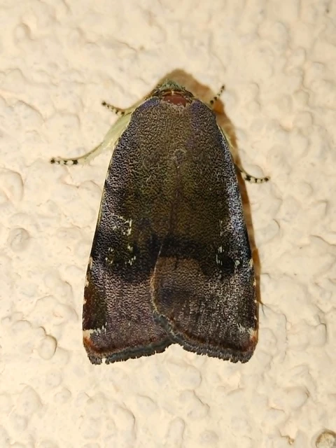 Noctua janthe/janthina