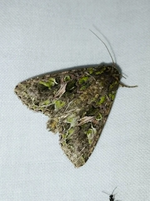 Trachea atriplicis - nyári zöldbagoly