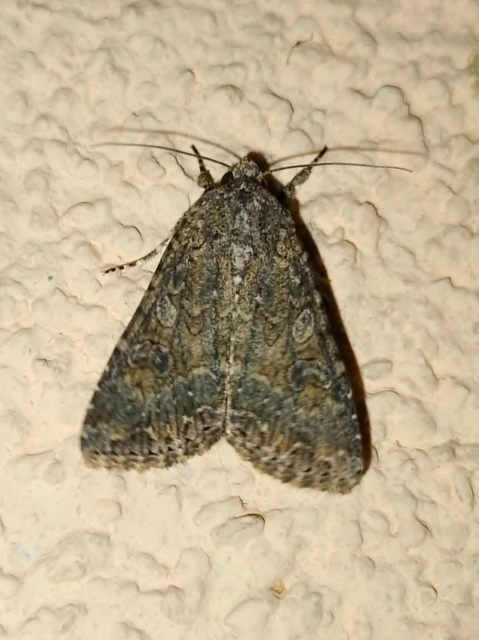 Hadula trifolii - lóherebagoly