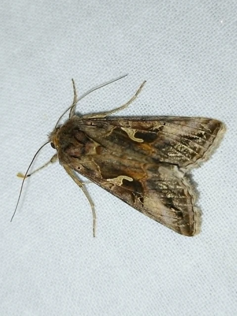 Autographa gamma - gammalepke