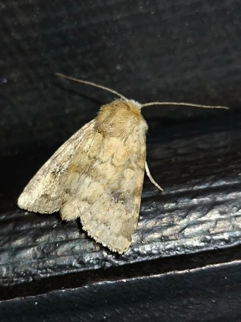 Atypha pulmonaris - tüdőfű-levélbagoly