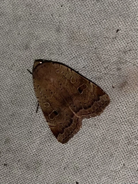 Noctua comes - kis sárgafűbagoly