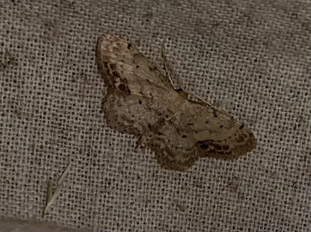 Idaea dimidiata - gyakori apróaraszoló