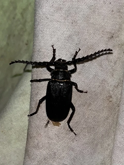 Prionus coriarius - csőszcincér