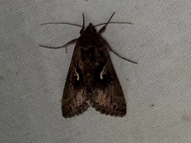 Autographa gamma - gammalepke
