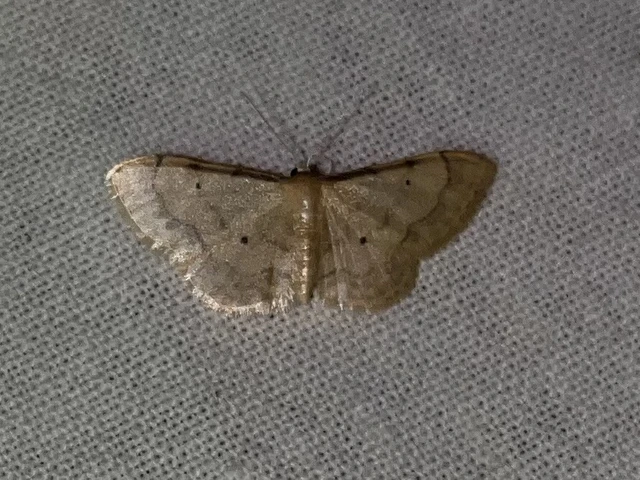 Idaea politaria - vonalas apróaraszoló