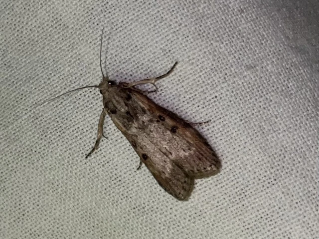 Lamoria anella - törmelékmoly