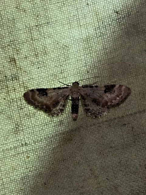 Eupithecia centaureata - búzavirág-törpearaszoló