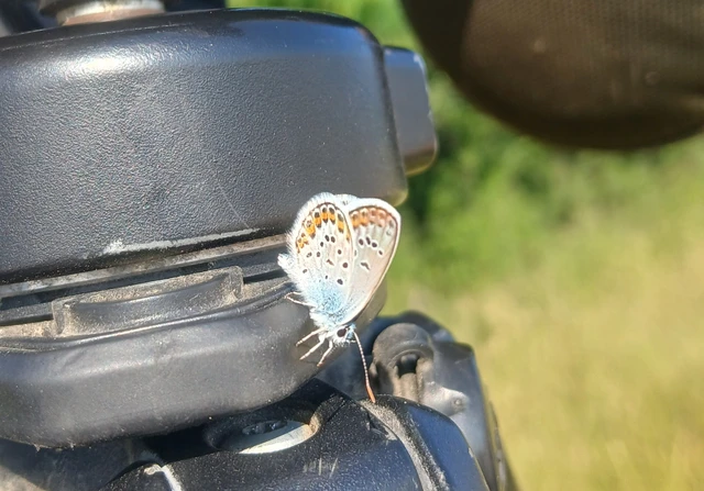 Plebejus argus - ezüstös boglárka