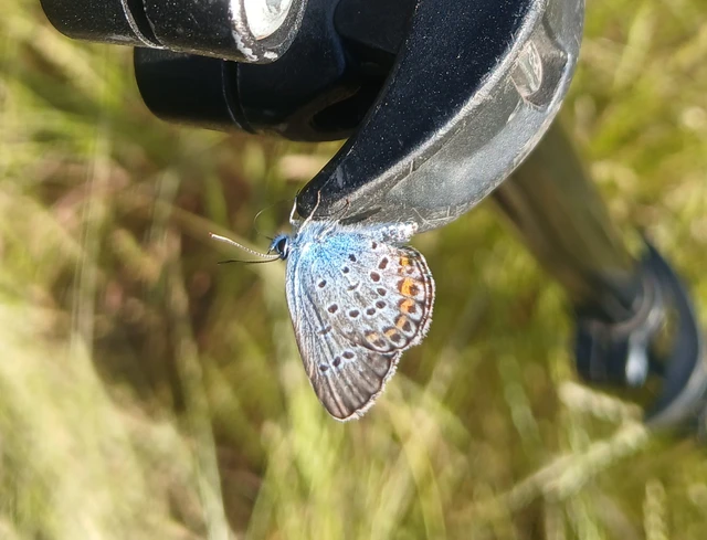 Plebejus argus - ezüstös boglárka