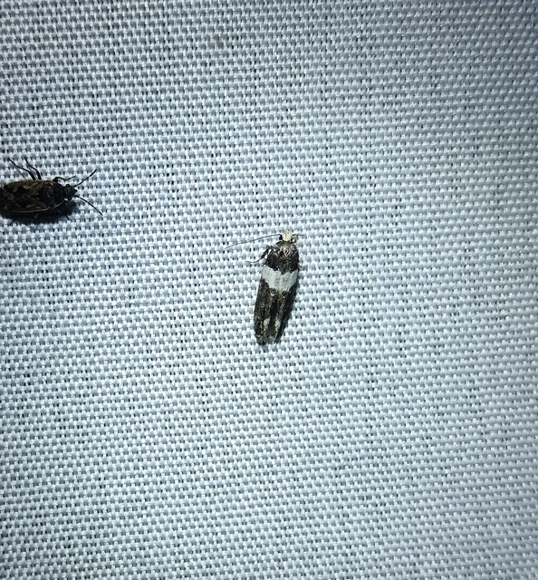 Recurvaria leucatella - nagy vörös-rügysodrómoly