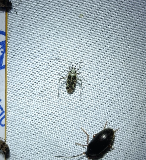 Phytocoris