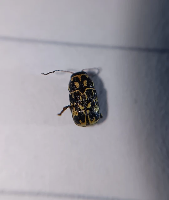 Pachybrachis tesselatus - ragyáshátú tömzsibogár