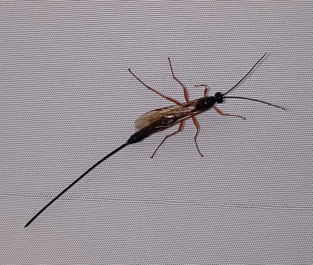Hymenoptera - Hártyásszárnyúak