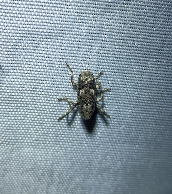 Gasterocercus depressirostris - laposorrú ormányos