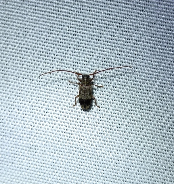 Exocentrus lusitanus - hársfa-rőzsecincér