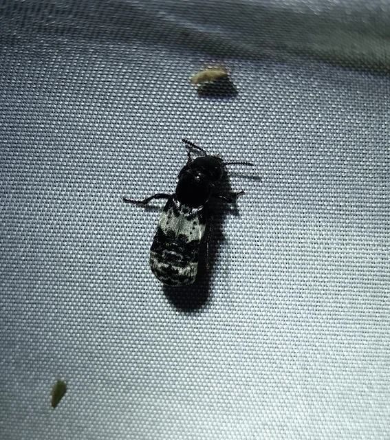 Creophilus maxillosus - dögész holyva