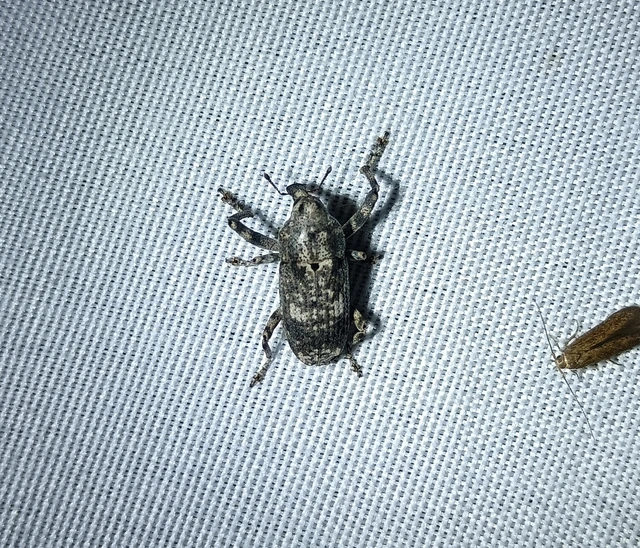 Gasterocercus depressirostris - laposorrú ormányos
