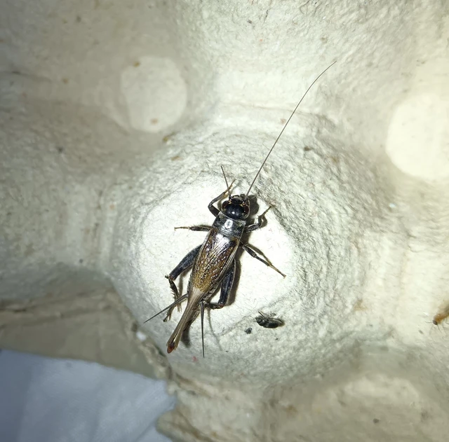 Eumodicogryllus bordigalensis - bordói tücsök Eumodicogryllus bordigalensis - bordói tücsök