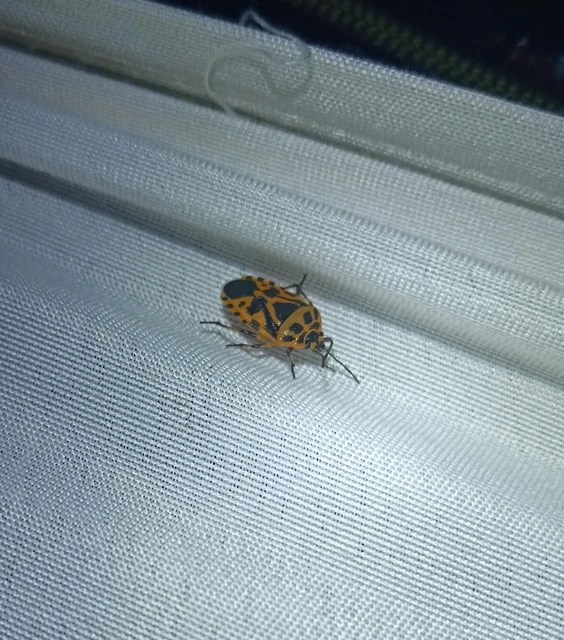 Eurydema Eurydema