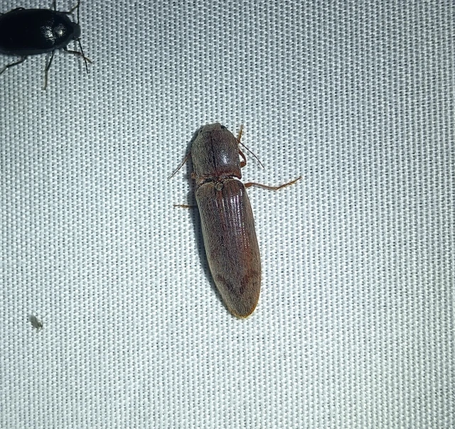 Stenagostus rhombeus - rombusznyakú pattanó
