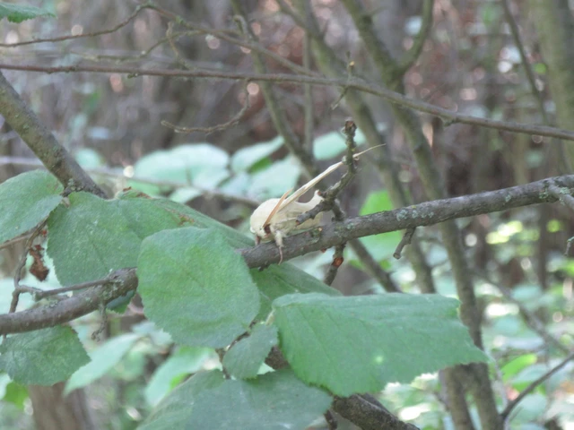 Marumba quercus - tölgyfaszender