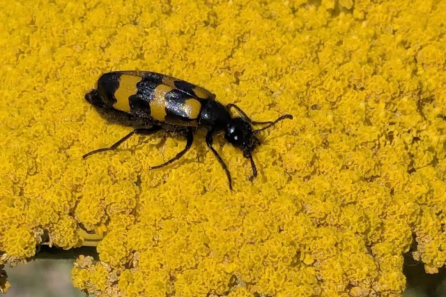 Mylabris variabilis - szalagos hólyaghúzó