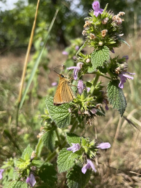 Thymelicus lineola - vonalas busalepke