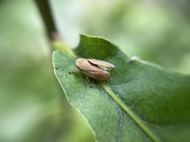 Auchenorrhyncha - Kabócák