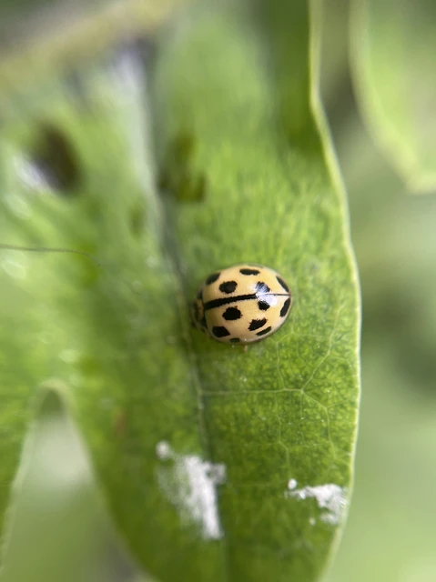 Propylea quatuordecimpunctata - tizennégypettyes füsskata