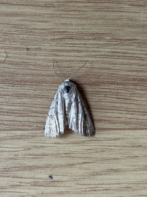Paradrina clavipalpis - közönséges selymesbagoly