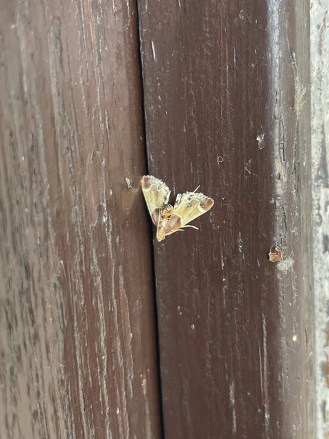 Pyralis farinalis - lisztilonca