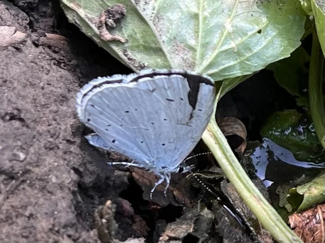 Celastrina argiolus - bengeboglárka