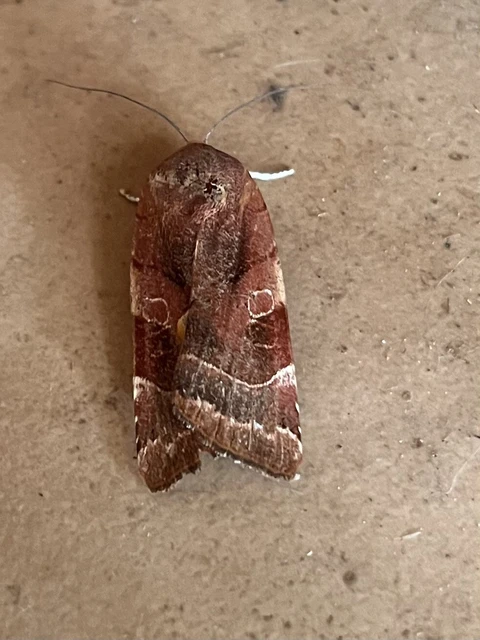 Noctua fimbriata - szélessávú sárgafűbagoly