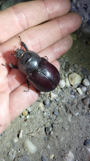 Oryctes nasicornis - orrszarvú bogár