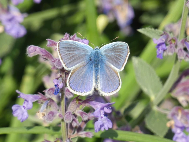 Polyommatus icarus - közönséges boglárka