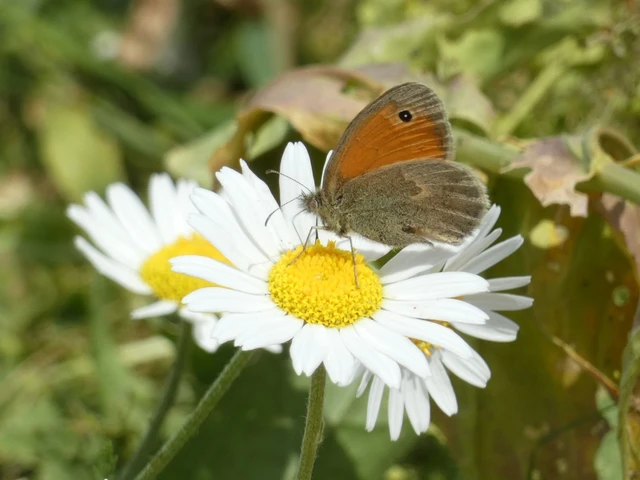 Coenonympha pamphilus - kis szénalepke