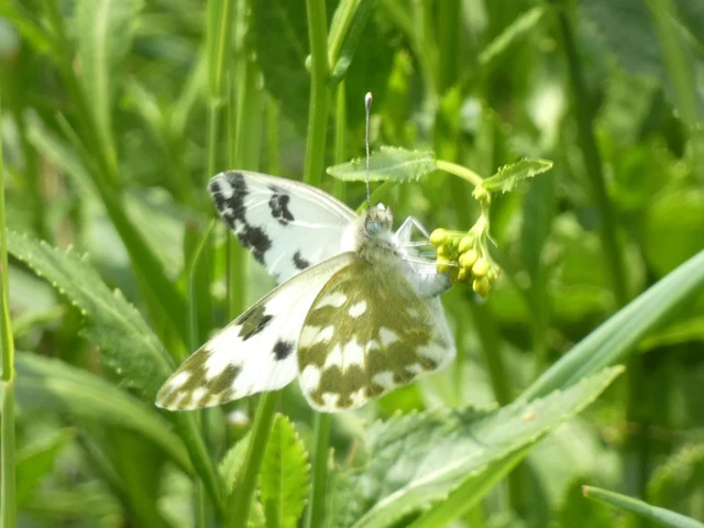 Pontia edusa - rezedalepke